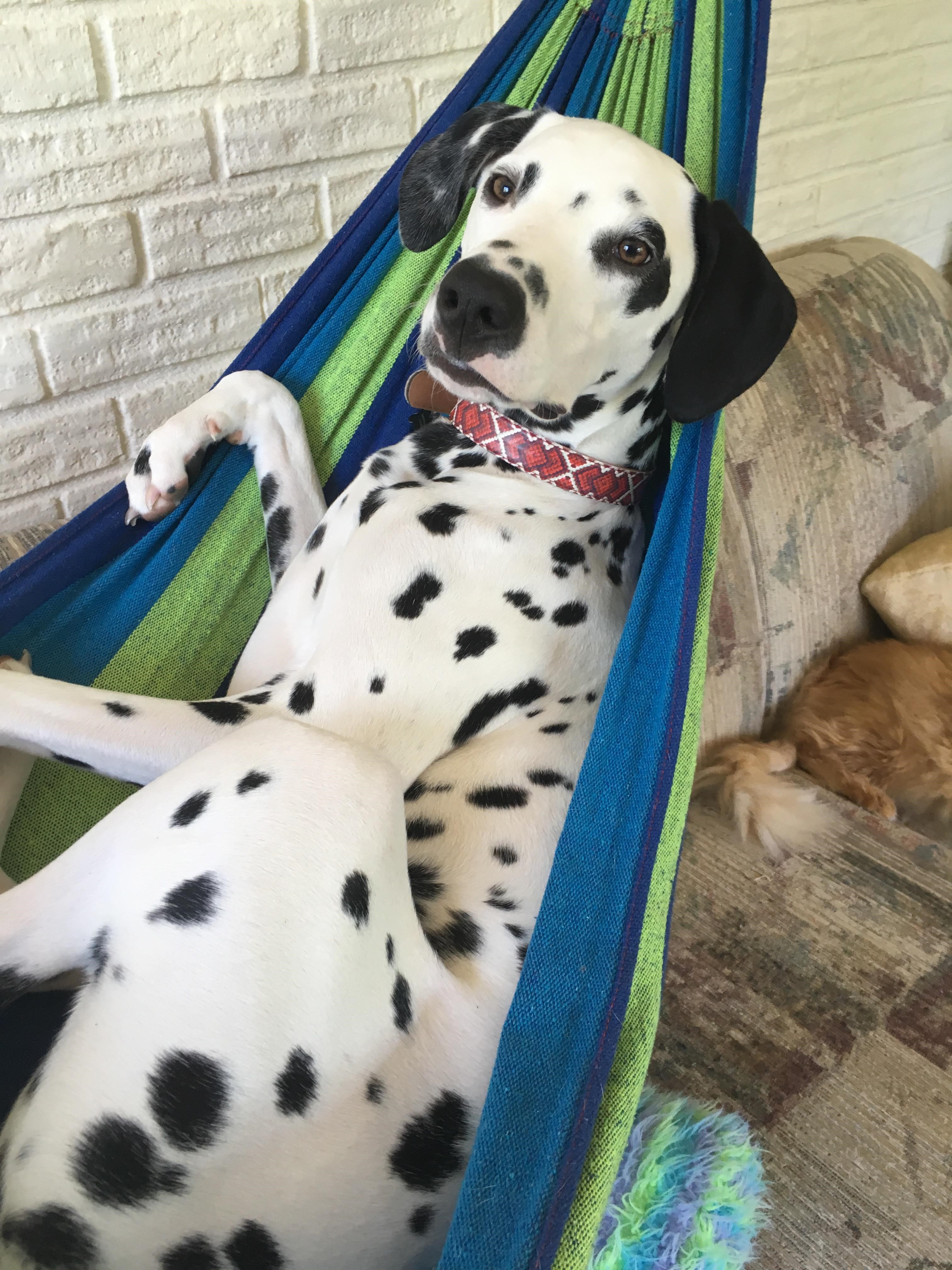 Dalmatian apartment sales